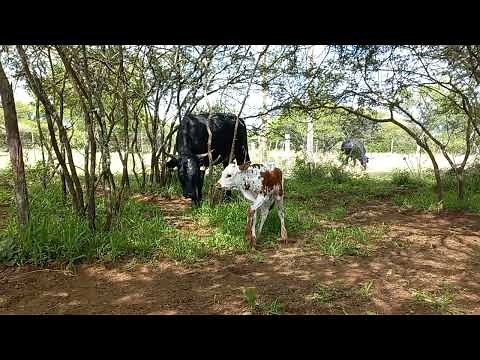 Nguni Cattle, Reproduction, Fertility / Adaptation. TT BALL NGUNI