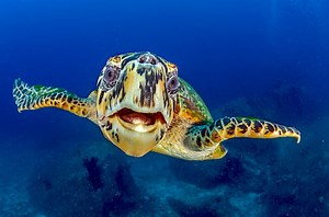 Hawksbill Sea Turtle Koh Tao | Black Turtle Dive
