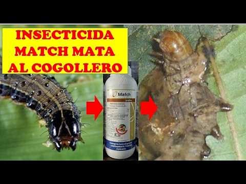INSECTICIDA MATCH CONTRA EL COGOLLERO | CULTIVO DE MAIZ | AGRICULTURA | CULTIVO EXITOSO