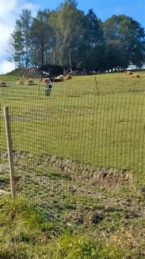 2.2K views · 46 reactions | Za pekného počasia sme stíhli stráviť príjemné dopoludnie na domácej farme v obci Chlebnice. Deti mali možnosť vidieť zvieratká zblízka, pohladiť ich, nakŕmiť a dozvedieť sa viac o tom, ako sa o ne staráme.  Nechývalo ani veľa radosti, smiechu a nových zážitkov zo života na farme!  #MŠPribiš #DomácaFarma #Chlebnice #ZážitkovéUčenie #RadosťZObjavovania | MŠ Pribišankovia | Facebook