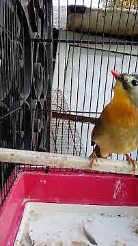 Chant rossignol du Japon