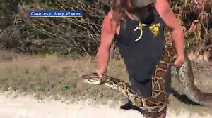 A python hunter captures a massive 16-foot-long snake. Take a look. Source: CNN NewSource | KFDM News
