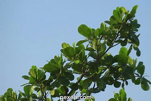 Free Mother+And+Daughter+Strap+On Videos