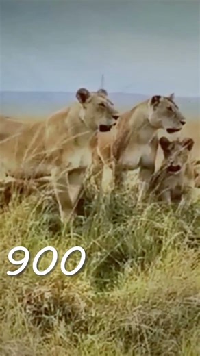 Scarface The Most Legendary Lion in Africa #1