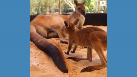 Adorable kangaroo joey takes its 1st hop