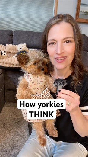 3 common ways you are contributing to your Yorkie's bad behavior