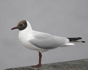 Black headed gull - Alchetron, The Free Social Encyclopedia