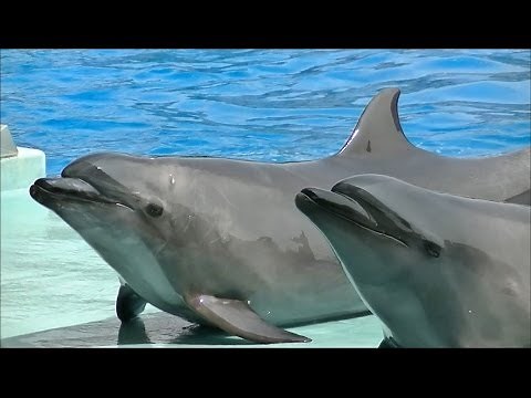 【完全版】 イルカのパフォーマンスショー / 名古屋港水族館 【見たい場面だけをつなげてみた】