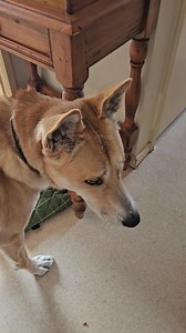 Dingoes are our vast country's keeper. 🏆 Educate your mind without bias, without hearsay.... All nature has its purpose. Man's cruelty against all things natural is spinning out of control, steeped in greed and blood lust. Ignorance is not bliss....Ignorance is a crime against nature.❗️🐾🐾 | Aussie Canis dingo DAY