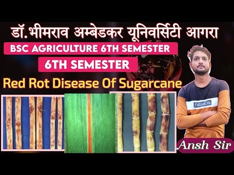 Red Rot Disease Of Sugarcane |Disease Of Field And Horticultural Crops And Their Management -02