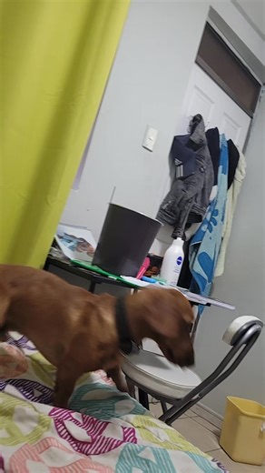 Videos de wooper_123 (@wooper_123) con “Perro Salchicha - Chima Chiodi”