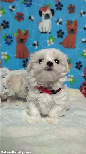 Maltese Puppies Rosie and Sweetheart are looking for their forever homes!🐶♥