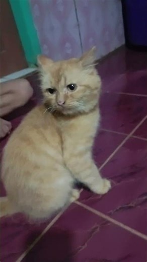 #viral#shorts#vidio#kucing lucu
