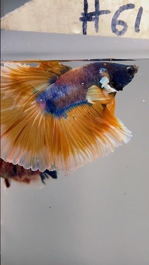 Betta Dumbo Yellow Butterfly OHM #bettafish