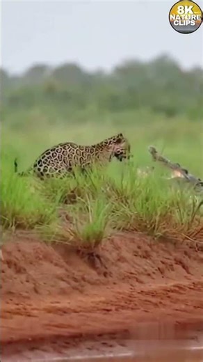 Leopard Spotted Near Crocodiles at River Bank #shorts #wildlife