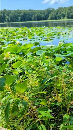 Cuscuta/dodder; A common parasitic plant a just saw in Kentucky.