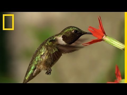 Le colibri à gorge rubis nourrit ses petits