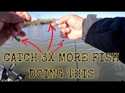 The BEST Shellcracker BAIT That's NOT Worms! #thenextcast