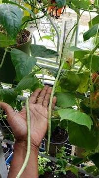 Growing Asparagus Beans Easy Method