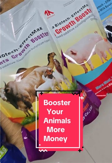 Boost your livestock & aquaculture profits with Lima Bio’s top-selling growth booster for broilers, layers, fish, pigs, cattle, and sheep! Our green, healthy formulas skip harmful additives, ensuring safe, fast growth for your herds and flocks. Enjoy high efficiency (up 20% growth rate) and low cost (cut feed expenses by 15%). With local warehouses across Africa, we deliver on-time, hassle-free. Trusted by thousands of African farmers, Lima Bio is your go-to partner for sustainable, profitable f