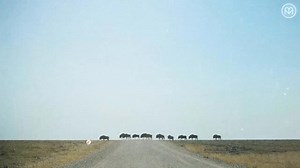 Who goes there? - Namibia