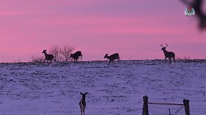 44K views · 494 reactions | Make CWD sampling part of your hunt plan...
