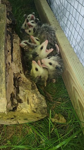 Funny Baby Opossums Videos: A Delightful Wildlife Experience!