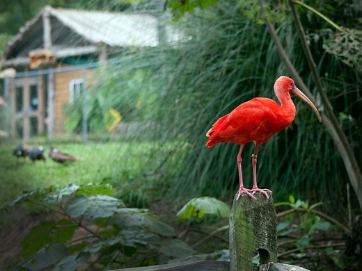 Sylvan Heights Bird Park