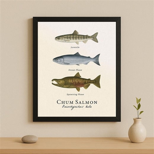Chum Salmon Life Cycle Framed Print – Vintage Scientific Illustration of Oncorhynchus Keta - Etsy Canada