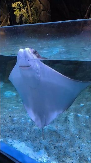Jakarta Aquarium Safari| Stunning Fish| Indonesia