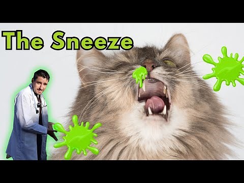 Sneezing Cat. Vet Explains the Kitty Sneeze.