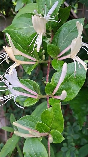 Honeysuckle in Bloom | Fragrant & Pollinator-Friendly Climber 🐝#honeysuckle #shorts