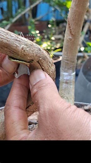 6.6K reactions · 264 shares | Bend branches without damaging the bark of the tree. 諭 #fblifestyle #bonsaiindonesia #craft #diy | Aan Rezpec | Facebook