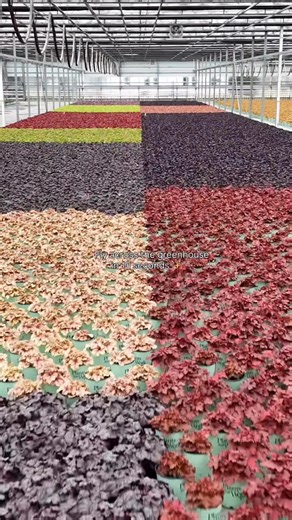 35K views · 391 reactions | Defying gravity in the greenhouse. 粒✨ #wicked #greenhouse #flying | Willoway Nurseries, Inc. | Facebook