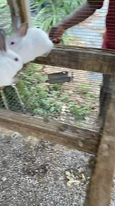 Two and three month baby rabbits | Californian Rabbits