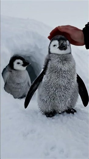 Cutest Baby Penguins Ever! #shorts