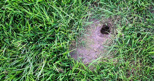 Löcher im Rasen? Das sind die Ursachen