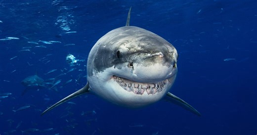 Sharks could begin losing their teeth more, study finds. Here's why