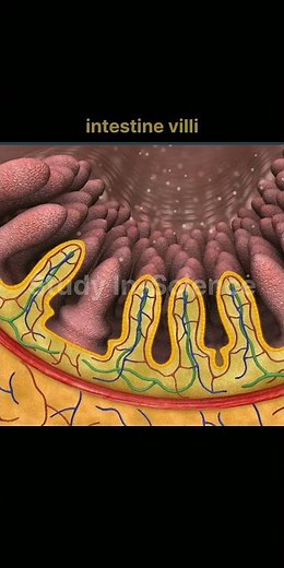 small intestine anatomy #biology #anatomy #3danimation