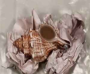 248K views · 34 reactions |  Aluminum into a seashell Credit : Anthillart.com | I Love Puppies | Facebook