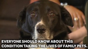 Autoimmune disorders in dogs? The newly recognized condition has veterinary experts puzzled as they hunt for a treatment. Hear what vets are saying: http://wcvb.tv/6189B5ttN | WCVB Channel 5 Boston