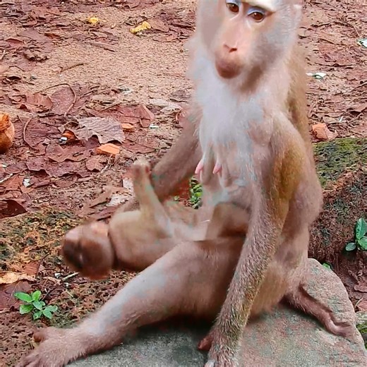 46K views · 825 reactions | Young mom monkey reject milk crying loudly | Monkey TV Daily | Facebook