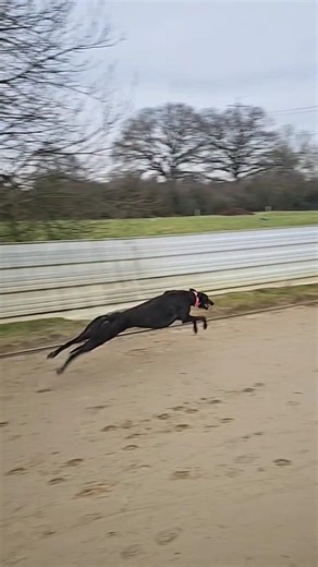 Greyhound Training at Insane Speed! 🐕💨 #dogs #wildliferescue #huntingdog #greyhound #training