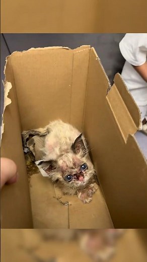 Rescuing kitten: This 'Alien' Kitten Nobody Wanted… Transformed! 👽✨