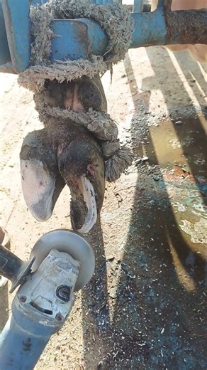 hoof trimming in cattle #cow #dairyherd #animalfarming #farming #baffalo #hoof