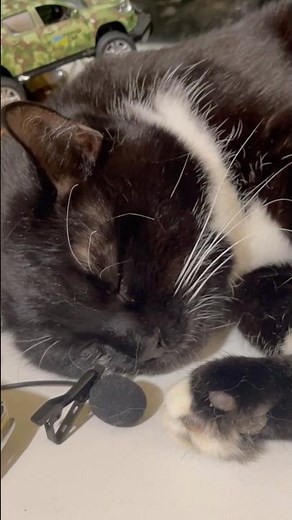 Cute Cat purring for Relax. Sweet Cat purring softly. Sweet video for relaxation. Cute Cat Purr 8