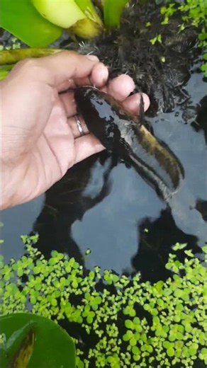 Hook Fishing In Local River