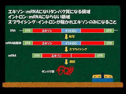 【ゆっくり解説】選択的スプライシング
