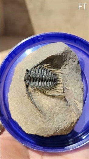 KETTNERASPIS PRESCHERI – 400M-Year-Old Trilobite