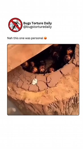 Bugs Torture Daily on Instagram: "A cockroach was crushed slowly under a boot, its shell splitting with a sickening crunch. The white fluids spilled out as its legs flailed in frantic jerks, scraping against the ground until nothing moved but the twitch of broken antennae."